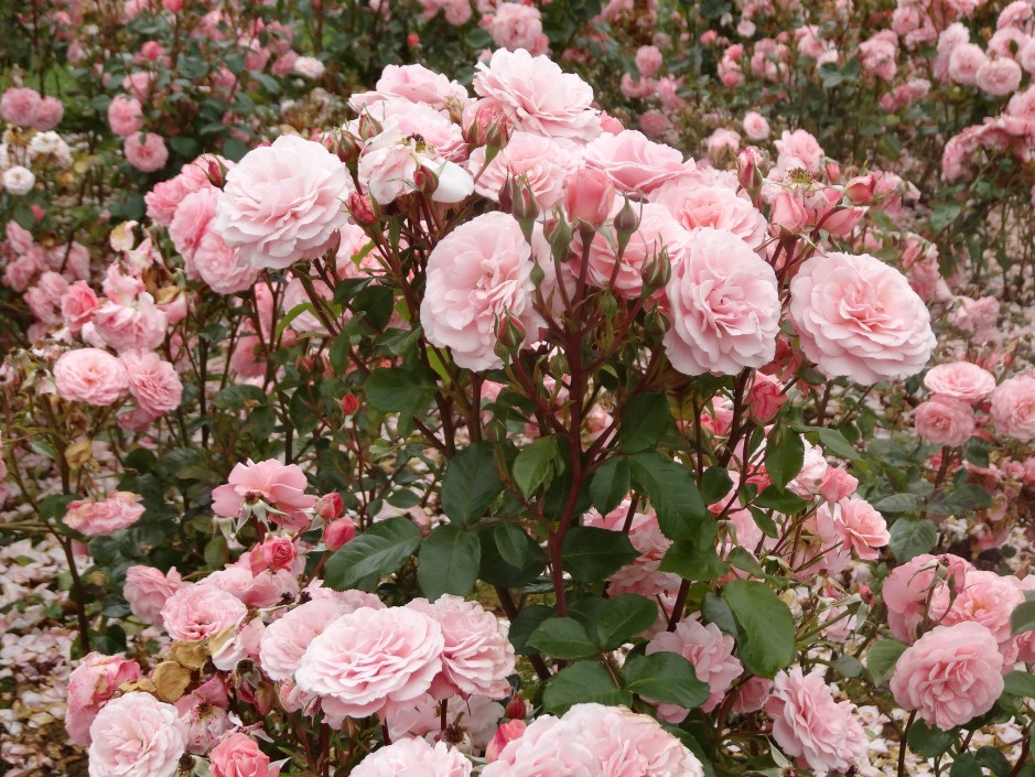 Dublin Rose Festival 2014 078