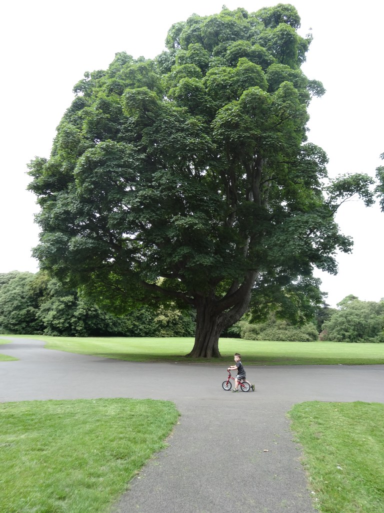 Dublin Rose Festival 2014 098