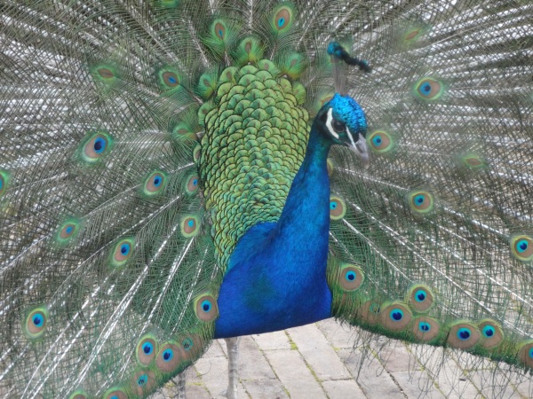 Peacocks in gardens
