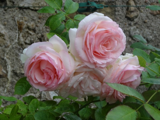 Roses from the garden