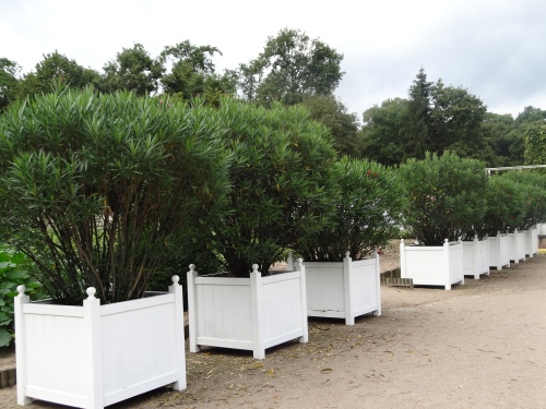 Versailles tubs or planters