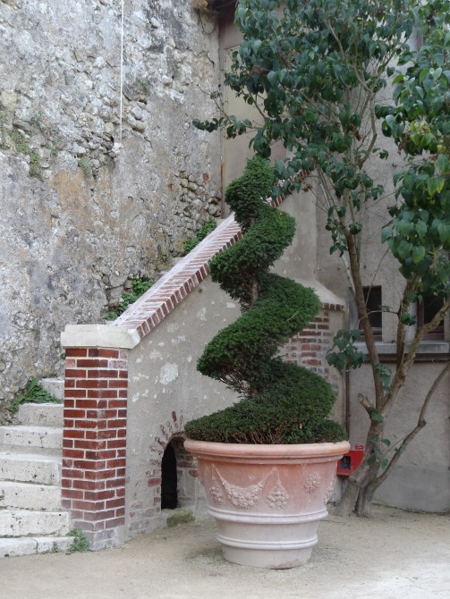Topiary  spiral in terracotta pot