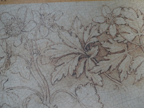Botanical sketch by da Vinci
