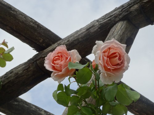 Roses, her favourite flower.