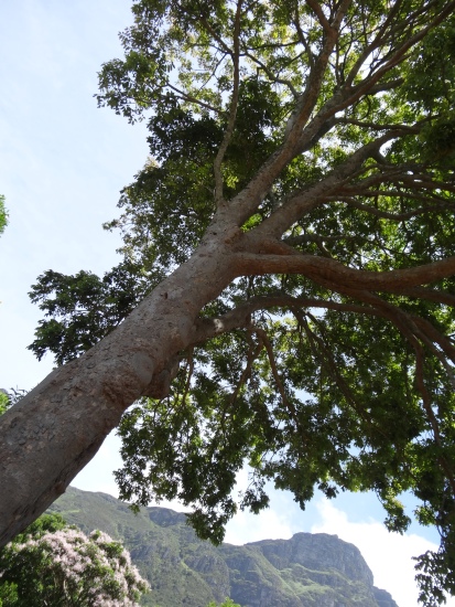 African Mahogany tree