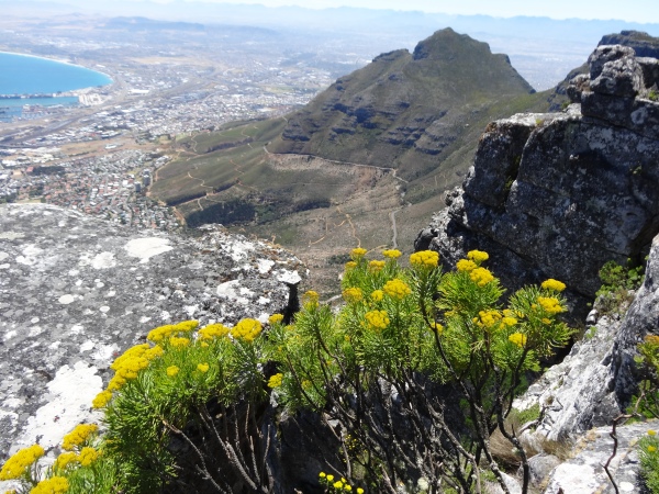Looking down at Cape Town from Table Mountain
