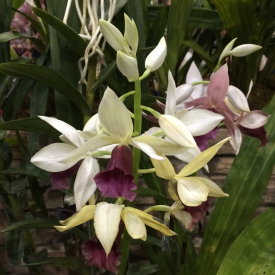 World Orchid show