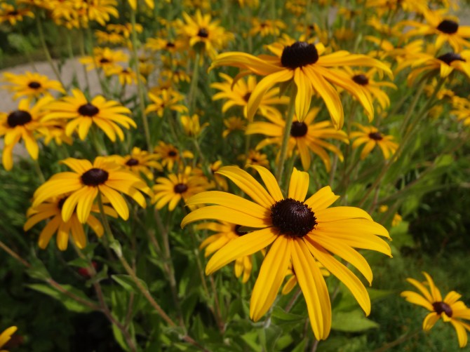 Rudbeckia