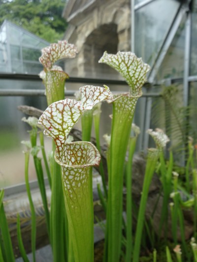The Insectivorous House, Oxford