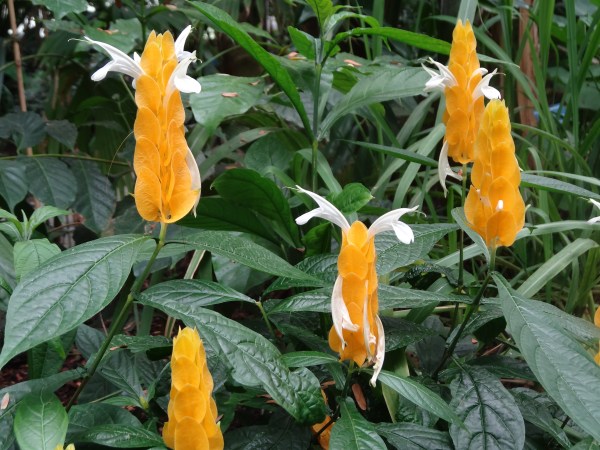 Botanic gardens Oxford