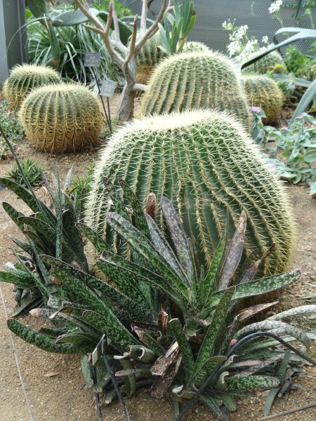 Botanic Gardens Oxford