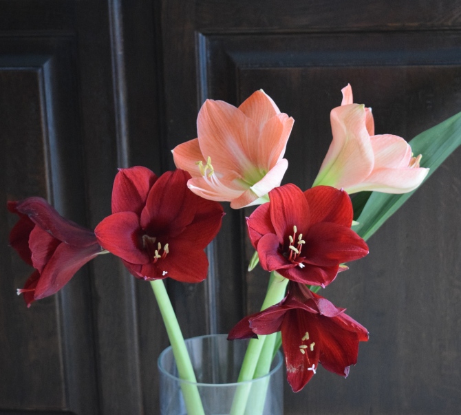 Amaryllis - petals like velvet!
