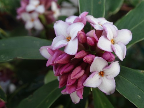 Daphne odora 'Aureomarginata'