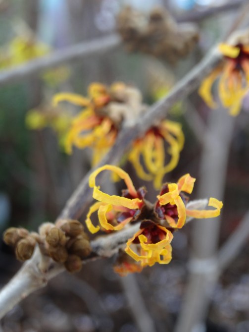 Hamamelis x intermedia 'Orange Beauty'.