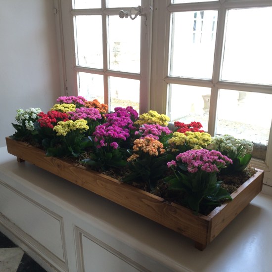 Flowers from the Chateaux