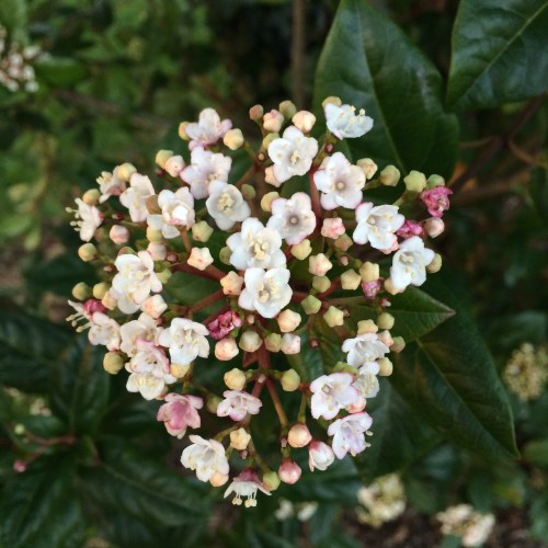 Viburnum tinus
