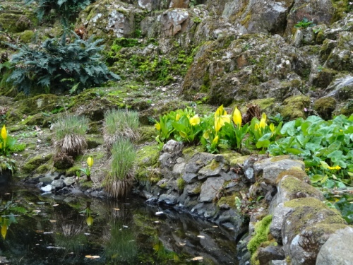 The waterfall area; the small pools are surrounded by Caltha palustris and Lysichiton americanus.