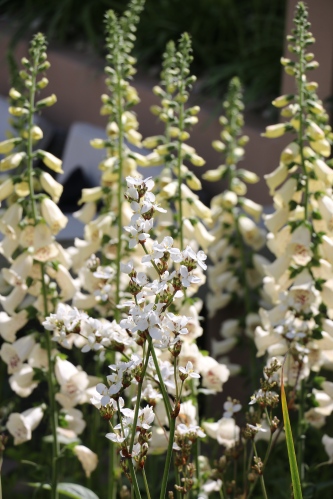 The key plant this year - white foxgloves (Digitalis)
