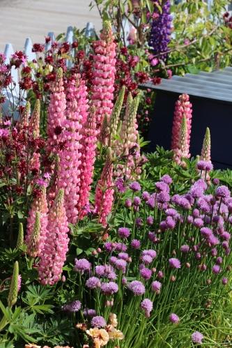 Colourful cottage garden planting of Lupins and Chives.