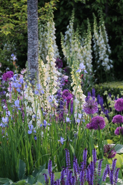 A beautiful pairing of Alliums and Digitalis