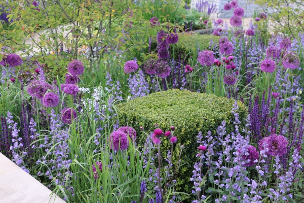 Salvias and Alliums contrasting with box cubes