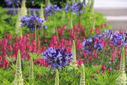 The towering spires of Lupins