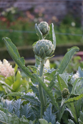 The structural impact of  globe artichokes.