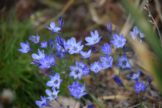 Greening the inner city