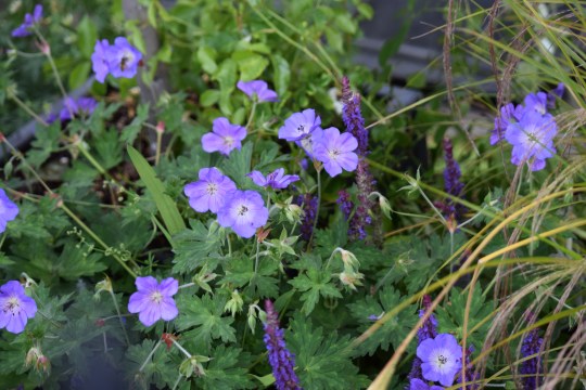 Greening the inner city