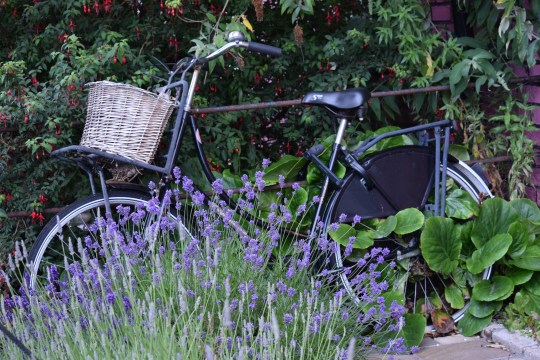 Greening the inner city