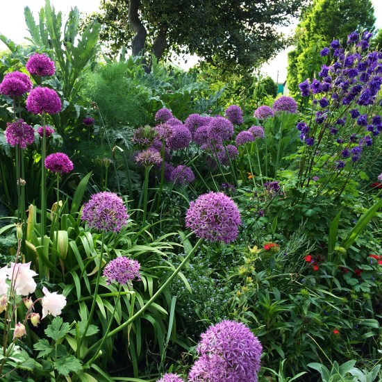 Colour in my garden