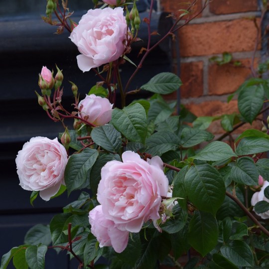 Greening the inner city