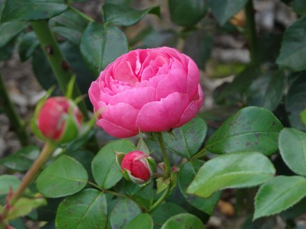 Rosa 'Pomponella'