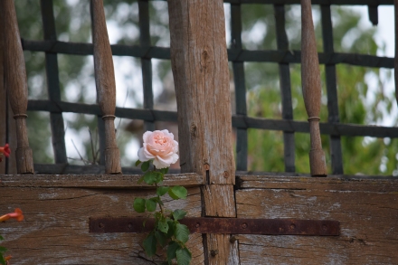 A rose on the Queen's house.