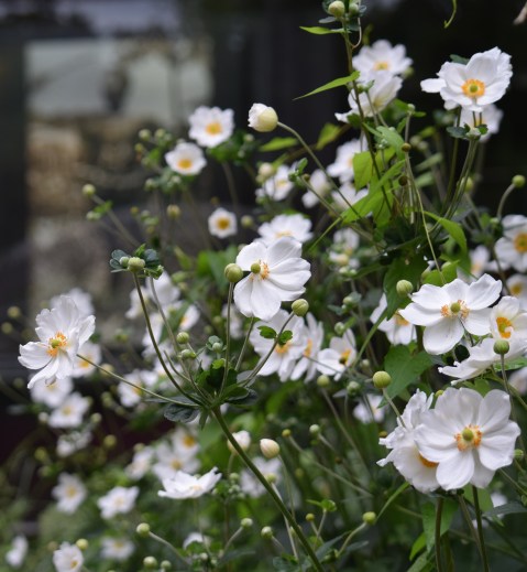 Japanese anemone