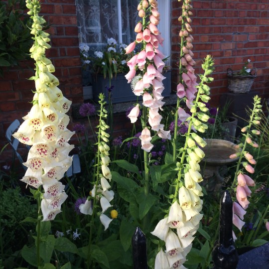 Digitalis 