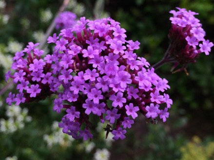 Verbena bonariensis