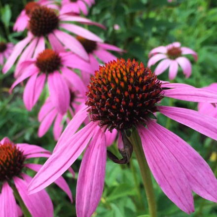 Echinacea