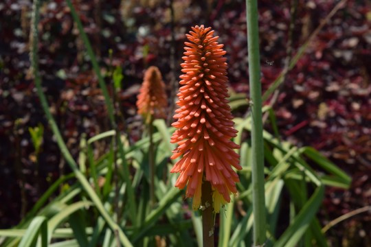 Kniphofias
