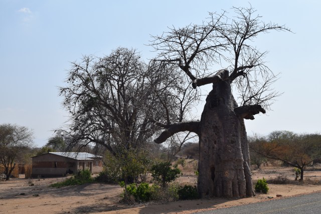 In the land of baobab trees.